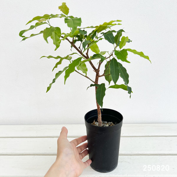 フィカス:コンシンナ 3号鉢植え