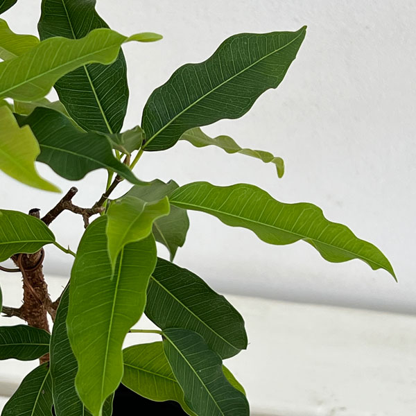 フィカス:コンシンナ 3号鉢植え