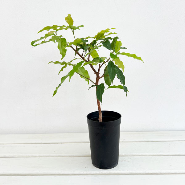 フィカス:コンシンナ 3号鉢植え