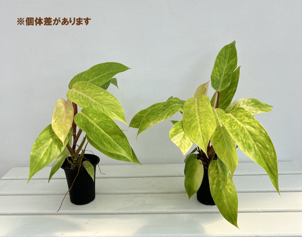 フィロデンドロン:ゴルディアナ(ペインテッドレディ) 3号鉢植え