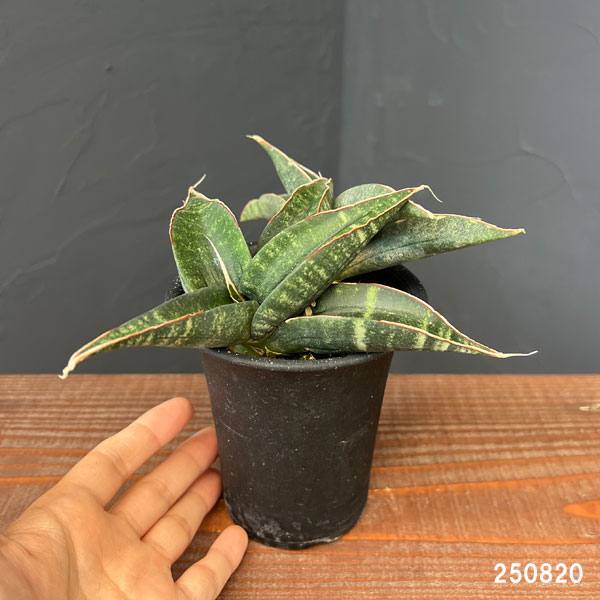 サンセベリア:フィッシェリー 3号鉢植え
