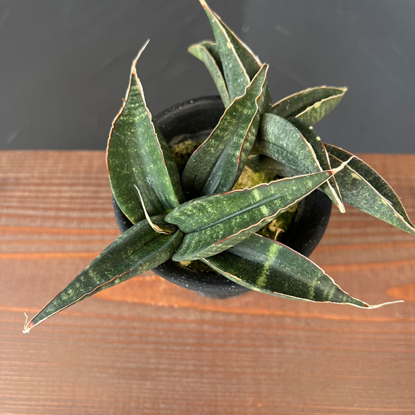 サンセベリア:フィッシェリー 3号鉢植え