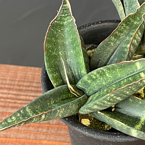 サンセベリア:フィッシェリー 3号鉢植え