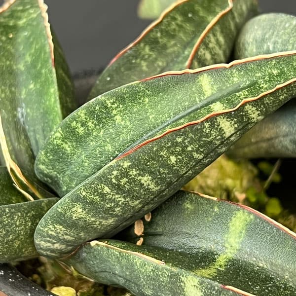 サンセベリア:フィッシェリー 3号鉢植え