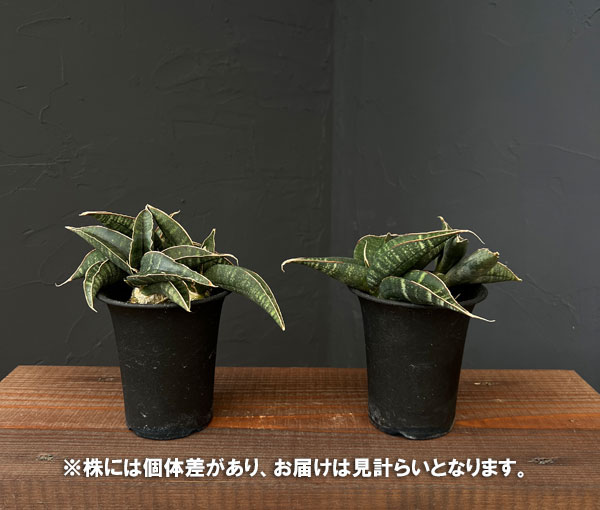 サンセベリア:フィッシェリー 3号鉢植え