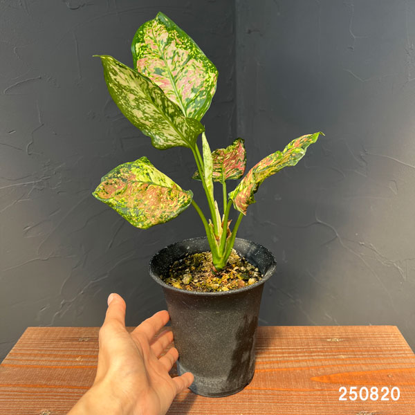 アグラオネマ:アンヤマニー トリカラー 4号鉢植え