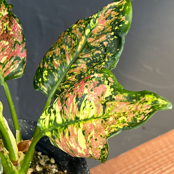 アグラオネマ:アンヤマニー トリカラー 4号鉢植え