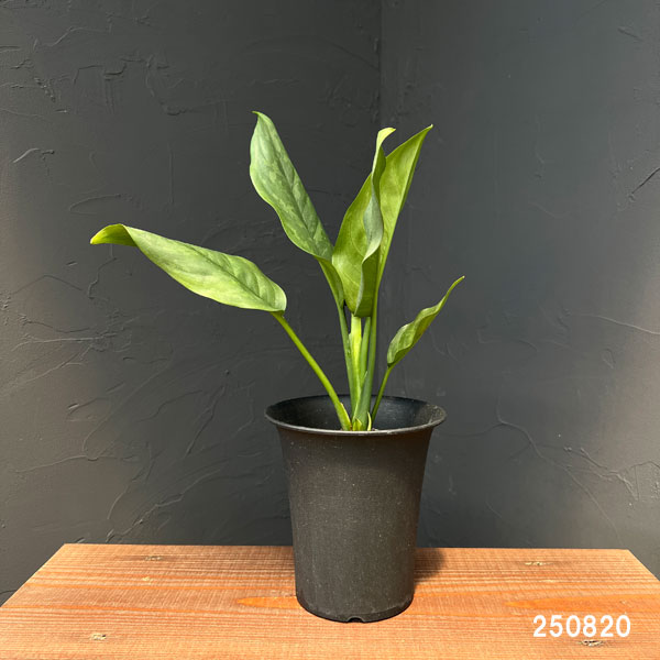 アグラオネマ:コンムタツム アルミナ 4号鉢植え