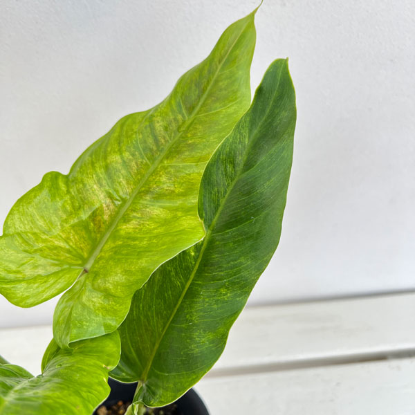 フィロデンドロン:サブハスタータム(斑入り) 4号鉢植え*