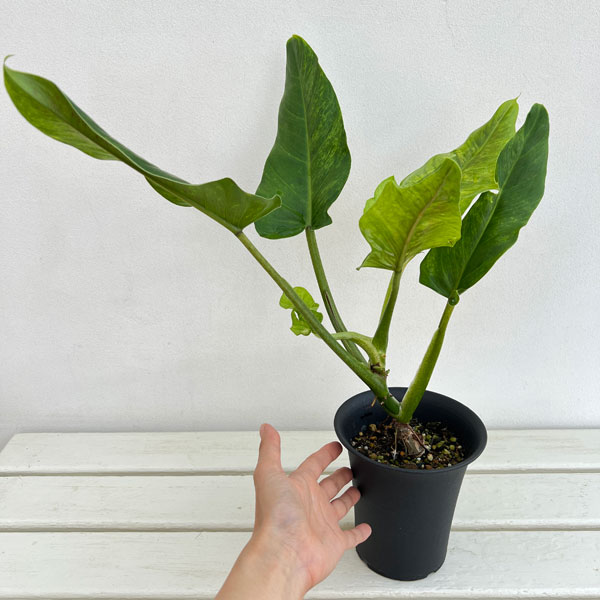 フィロデンドロン:サブハスタータム(斑入り) 4号鉢植え*