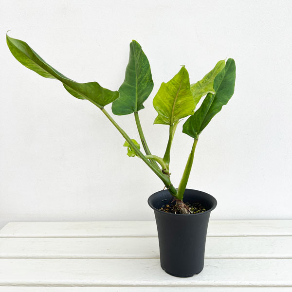 フィロデンドロン:サブハスタータム(斑入り) 4号鉢植え*