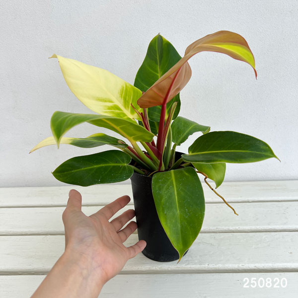 フィロデンドロン:イエローフレーム 4号鉢植え25-08