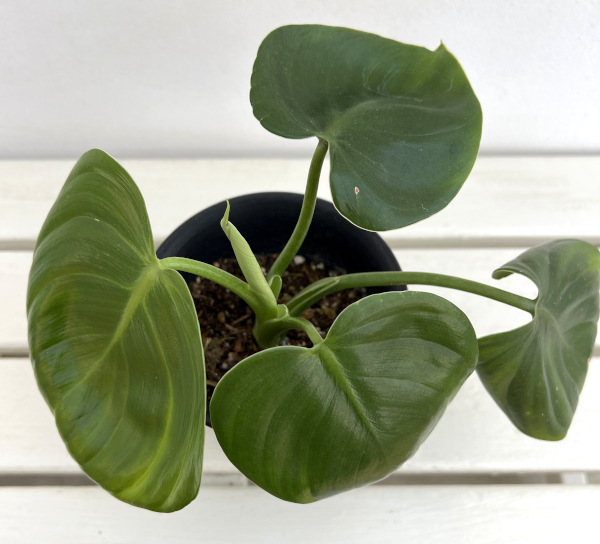 フィロデンドロン:ピッチェリー 4号鉢植え