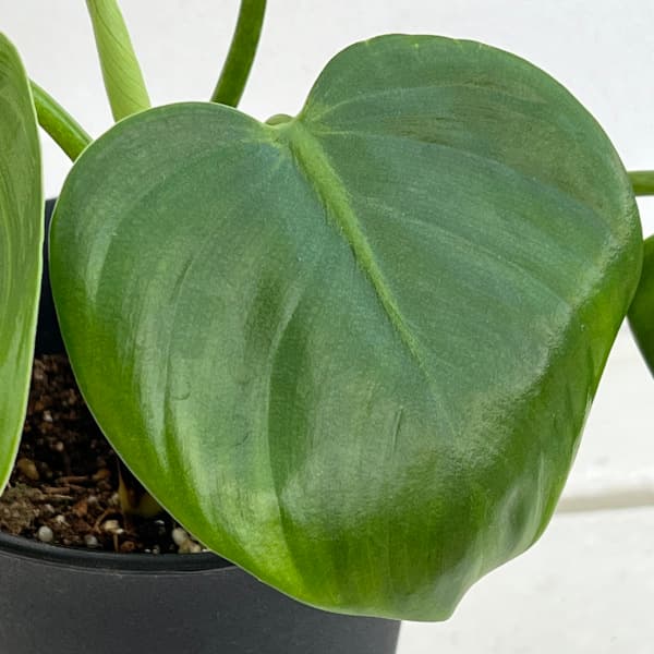フィロデンドロン:ピッチェリー 4号鉢植え