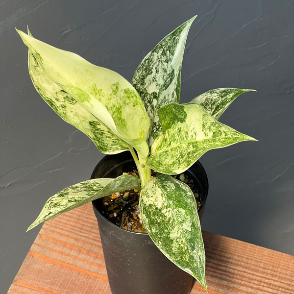 アグラオネマ:サイアム ジェイド 3号鉢植え