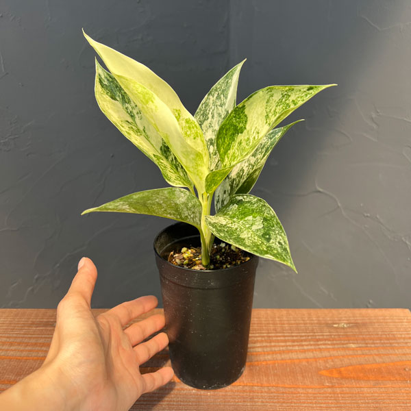 アグラオネマ:サイアム ジェイド 3号鉢植え
