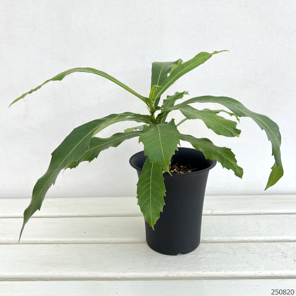 フィカス:プセウドパルマ 4号鉢植え