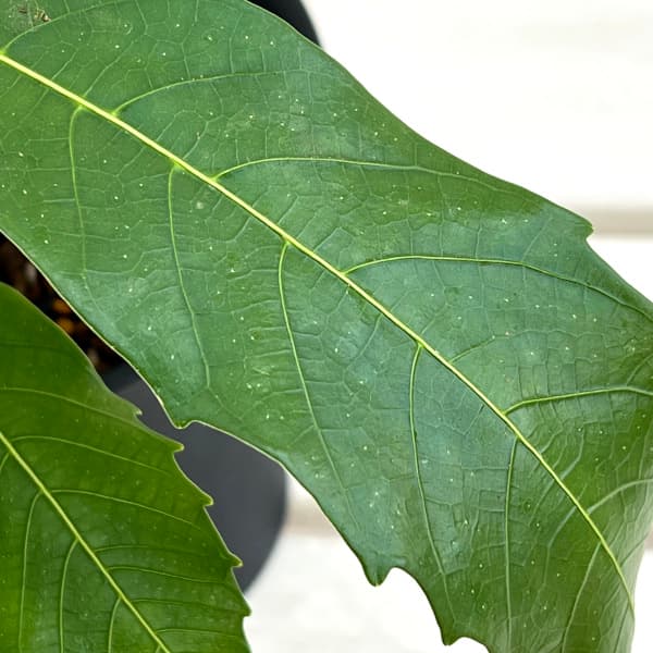 フィカス:プセウドパルマ 4号鉢植え