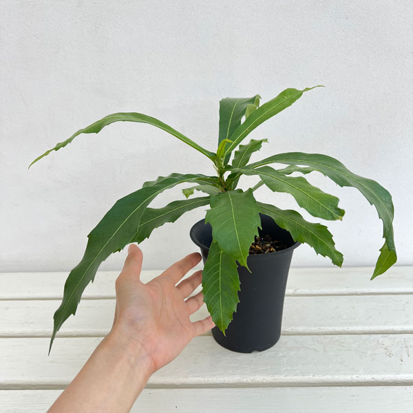 フィカス:プセウドパルマ 4号鉢植え