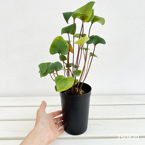 アンスリウム:アロー(小葉) 3号鉢植え