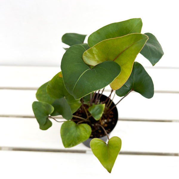 アンスリウム:アロー(小葉) 3号鉢植え