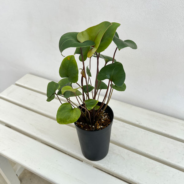 アンスリウム:アロー(小葉) 3号鉢植え