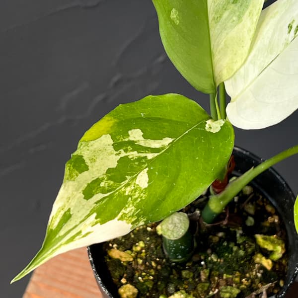 アグラオネマ:モデツム斑入り 3号鉢植え