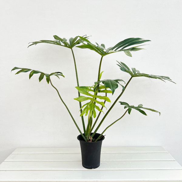 フィロデンドロン：マヨイ　4号鉢植え