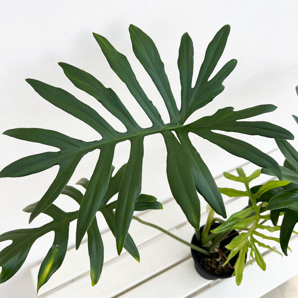 フィロデンドロン：マヨイ　4号鉢植え