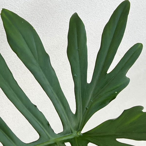 フィロデンドロン：マヨイ　4号鉢植え