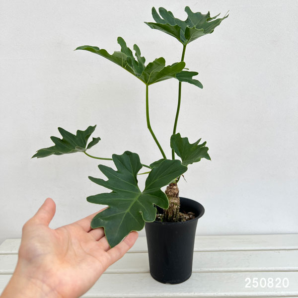 フィロデンドロン:セローム(幹上がり) 5号鉢植え25-01
