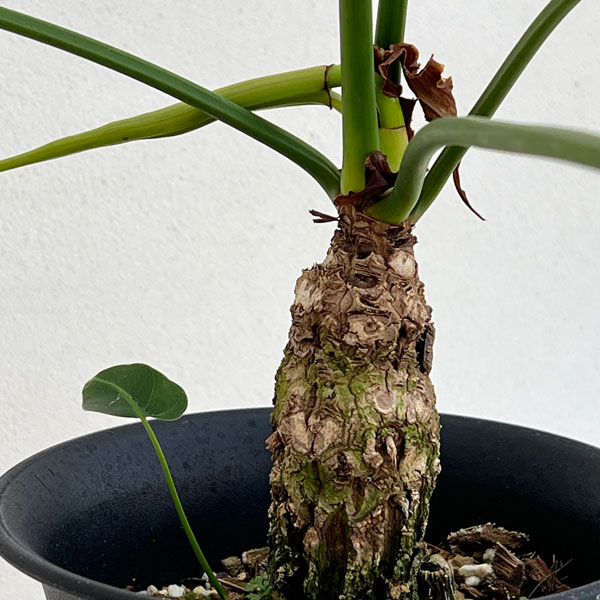 フィロデンドロン:セローム(幹上がり) 5号鉢植え25-01