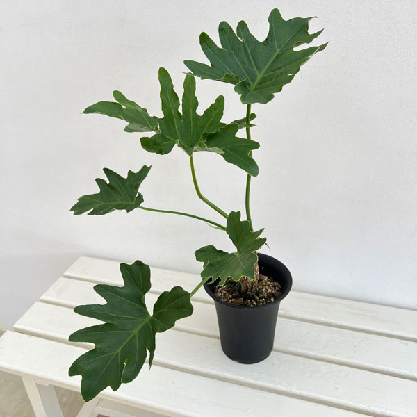 フィロデンドロン:セローム(幹上がり) 5号鉢植え25-01