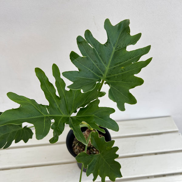 フィロデンドロン:セローム(幹上がり) 5号鉢植え25-01
