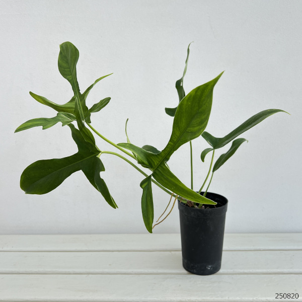 フィロデンドロン:ペダツム 3号鉢植え