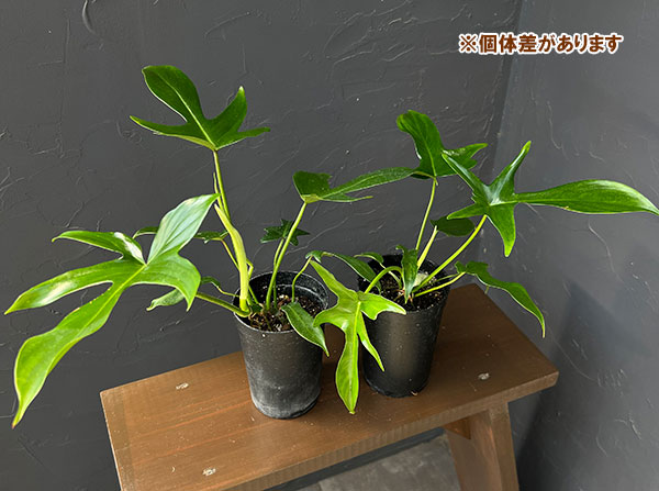 フィロデンドロン:ペダツム 3号鉢植え