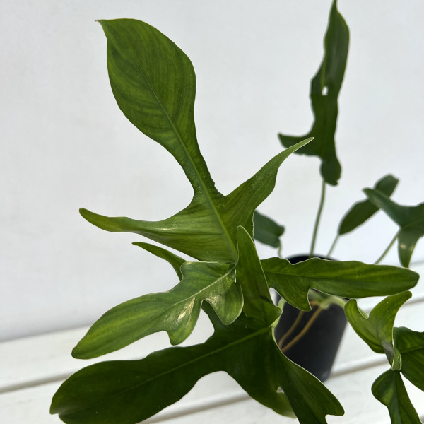 フィロデンドロン:ペダツム 3号鉢植え