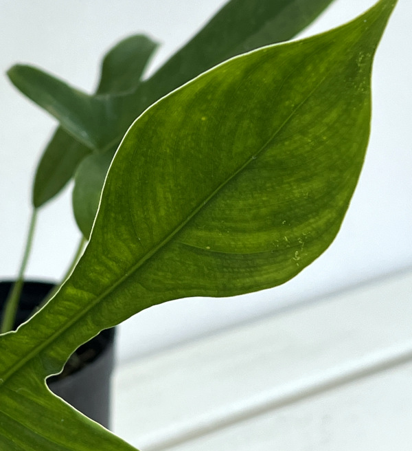 フィロデンドロン:ペダツム 3号鉢植え
