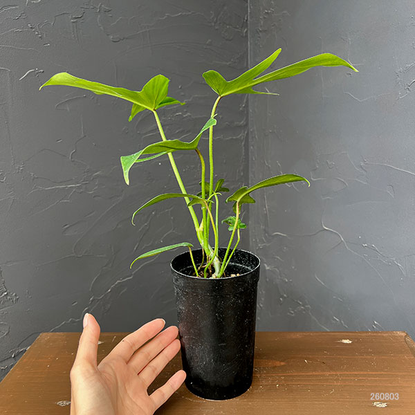 フィロデンドロン:ペダツム 3号鉢植え