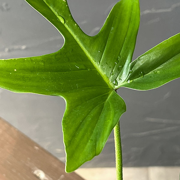 フィロデンドロン:ペダツム 3号鉢植え