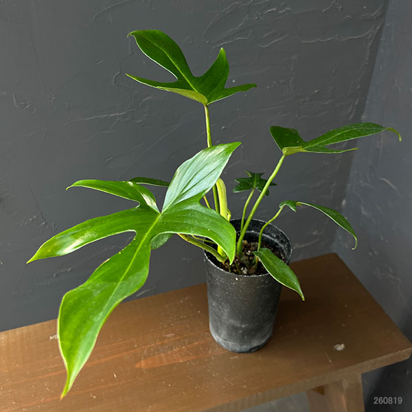 フィロデンドロン:ペダツム 3号鉢植え