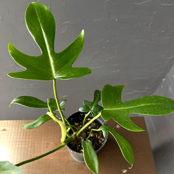 フィロデンドロン:ペダツム 3号鉢植え