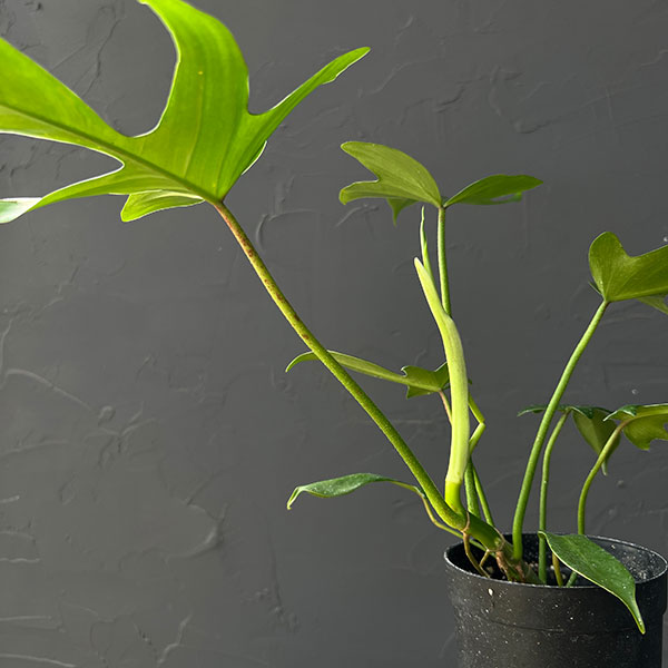 フィロデンドロン:ペダツム 3号鉢植え