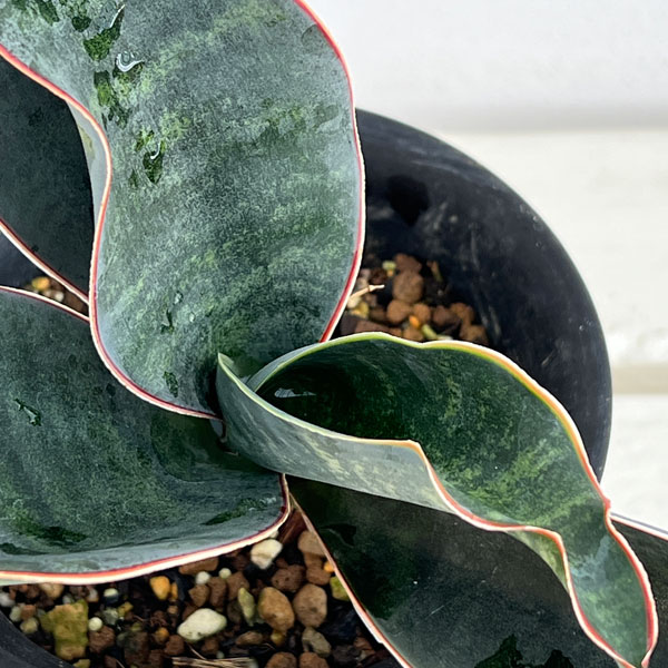 園芸ネット本店｜サンセベリア：フォースカオリアーナ 4号鉢植え の