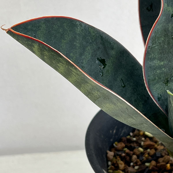 園芸ネット本店｜サンセベリア：フォースカオリアーナ 4号鉢植え の