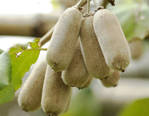 キウイ：ホワイトキウイ ミススンシェ4号ポット