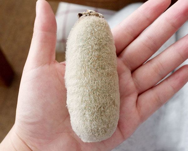 キウイ：ホワイトキウイ ミススンシェ4号ポット