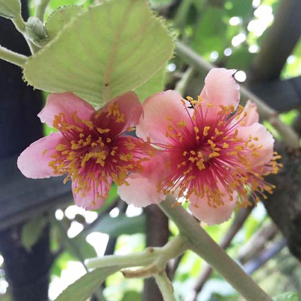 キウイ：ホワイトキウイ ミススンシェ4号ポット