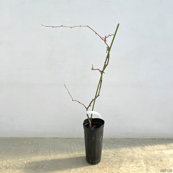 キウイ（メス木）：ホワイトキウイ ミススンシェ4号ポット