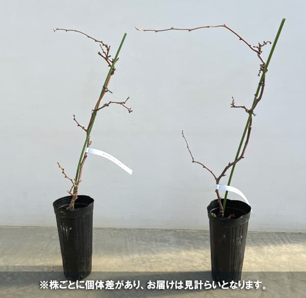 キウイ（メス木）：ホワイトキウイ ミススンシェ4号ポット